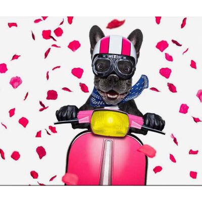 Canvastavla 70x100 cm - Glad fransk bulldogg som kör en rosa scooter med blommor som faller runtomkring - Rosa / Svart / Gul