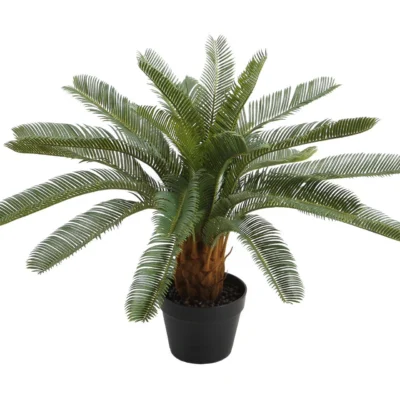 Grön växt CYCAS H70cm svart kruka -