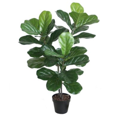 Grön växt FIDDLE LEAF H100 2 grenar svart kruka -